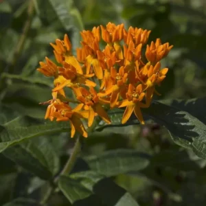 Orange Milkweed Live Plant 3 Pack, 4-7 inches Tall, Well Rooted Perennials - Image 4