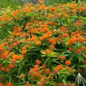 Orange Milkweed Live Plant 3 Pack, 4-7 inches Tall, Well Rooted Perennials - Image 5