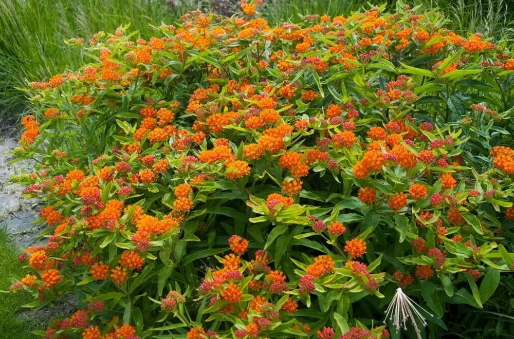 Orange Milkweed Live Plant 3 Pack, 4-7 inches Tall, Well Rooted Perennials - Image 5