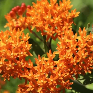 Orange Milkweed Live Plants Set of 2 – Asclepias Tuberosa Perennial, 4-8 Inch Tall - Image 3