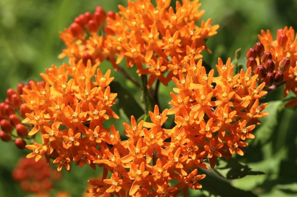 Orange Milkweed Live Plants Set of 2 – Asclepias Tuberosa Perennial, 4-8 Inch Tall - Image 3