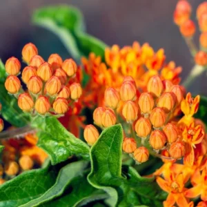 Orange Milkweed Live Plants Set of 2 – Asclepias Tuberosa Perennial, 4-8 Inch Tall - Image 4
