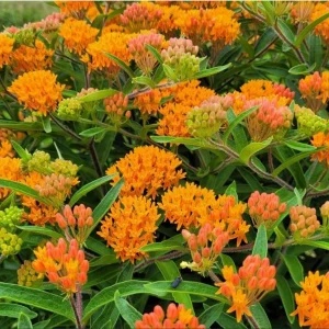 Orange Milkweed Live Plants Set of 2 – Asclepias Tuberosa Perennial, 4-8 Inch Tall - Image 5