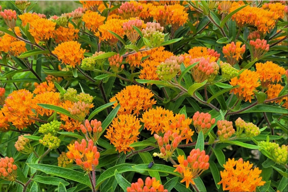Orange Milkweed Live Plants Set of 2 – Asclepias Tuberosa Perennial, 4-8 Inch Tall - Image 5