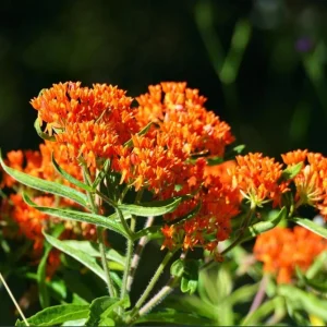 Orange Milkweed Live Plants Set of 2 – Asclepias Tuberosa Perennial, 4-8 Inch Tall - Image 6
