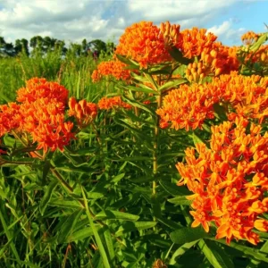 Orange Milkweed Live Plants Set of 2 – Asclepias Tuberosa Perennial, 4-8 Inch Tall - Image 7