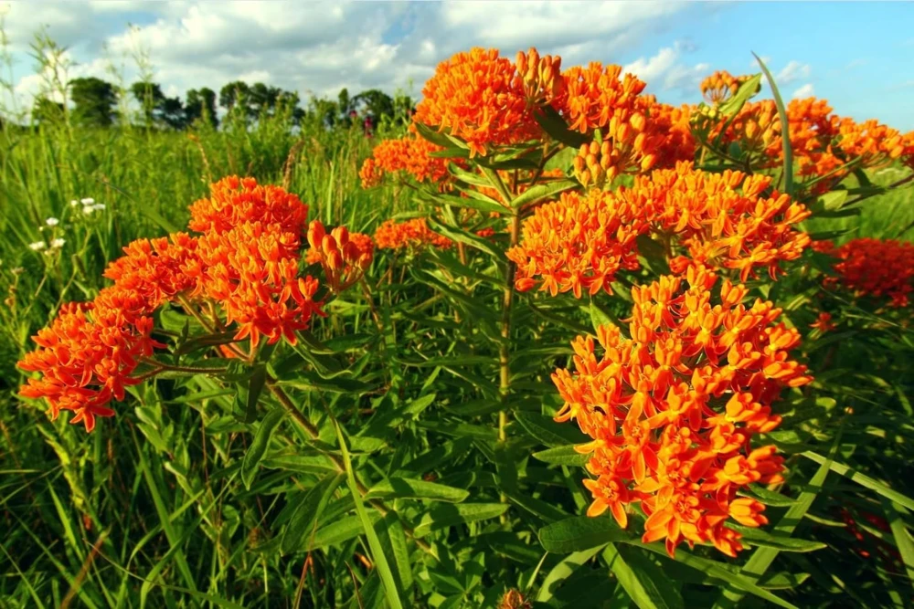 Orange Milkweed Live Plants Set of 2 – Asclepias Tuberosa Perennial, 4-8 Inch Tall - Image 7