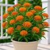 Orange Milkweed Live Plants Set of 2 – Asclepias Tuberosa Perennial, 4-8 Inch Tall - Image 1