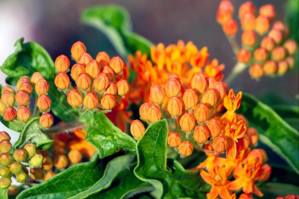 Orange Milkweed Live Plants - Set of 4, 4-8 Inch Tall, Perennial - Image 7