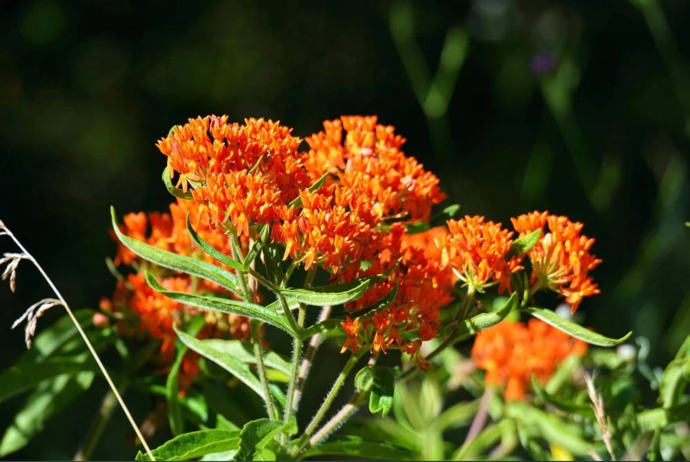 Orange Milkweed Live Plants - Set of 4, 4-8 Inch Tall, Perennial - Image 8