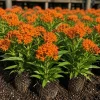 Orange Milkweed Live Plants - Set of 4, 4-8 Inch Tall, Perennial - Image 1