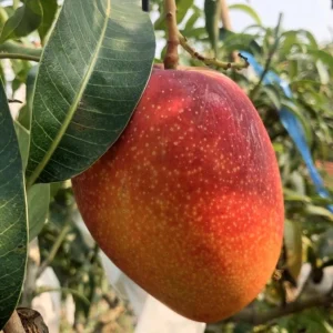 Osteen Mango Tree Live Plant 10-24in - Tropical Fruit Tree Seedling - Image 2
