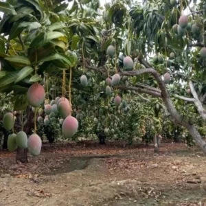 Osteen Mango Tree Live Plant 10-24in - Tropical Fruit Tree Seedling - Image 3