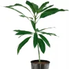 Osteen Mango Tree Live Plant 10-24in - Tropical Fruit Tree Seedling - Image 1