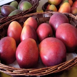 Osteen Mango Tree Live Plant 10-24in - Tropical Fruit Tree Seedling - Image 5