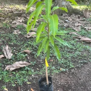 Osteen Mango Tree Live Plant – Grafted Tropical Fruit – 2-3ft Tall - Image 2