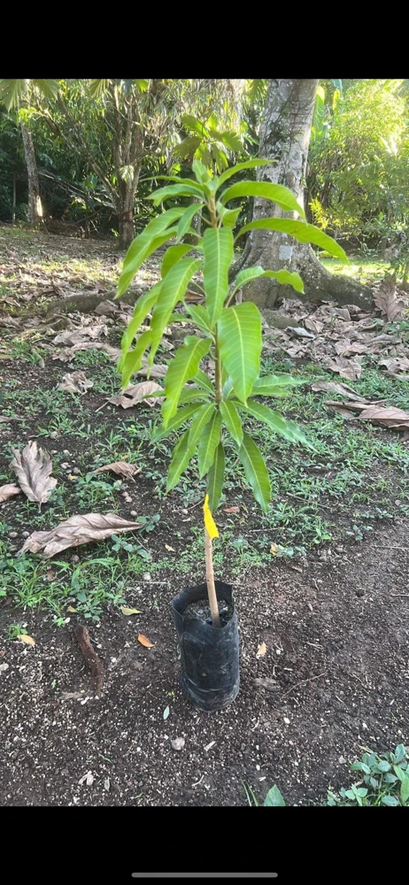 Osteen Mango Tree Live Plant – Grafted Tropical Fruit – 2-3ft Tall - Image 2