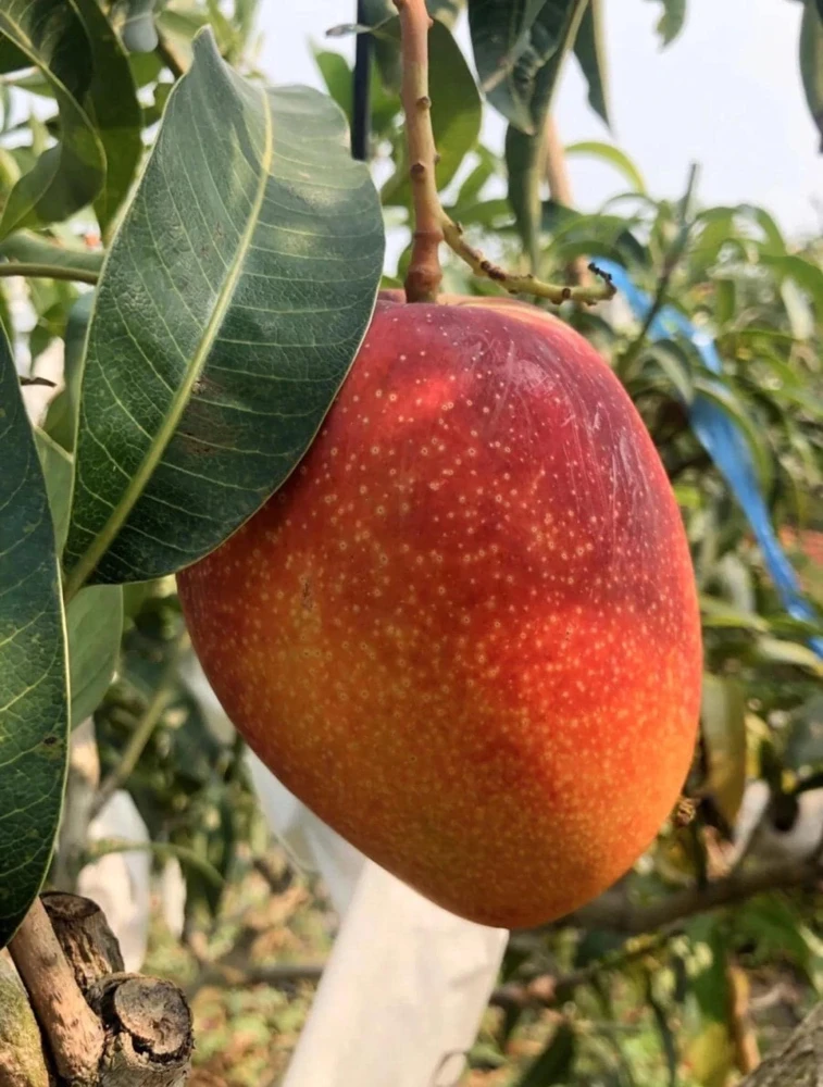 Osteen Mango Tree Live Plant – Grafted Tropical Fruit – 2-3ft Tall - Image 3