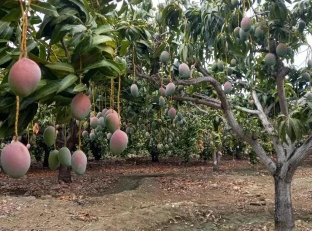Osteen Mango Tree Live Plant – Grafted Tropical Fruit – 2-3ft Tall - Image 4