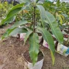 Osteen Mango Tree Live Plant – Grafted Tropical Fruit – 2-3ft Tall - Image 1