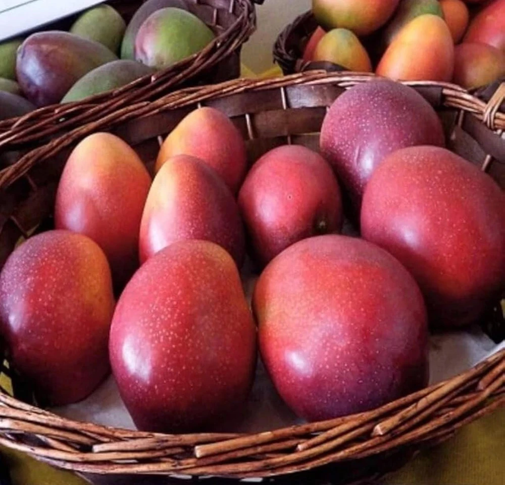 Osteen Mango Tree Live Plant – Grafted Tropical Fruit – 2-3ft Tall - Image 6