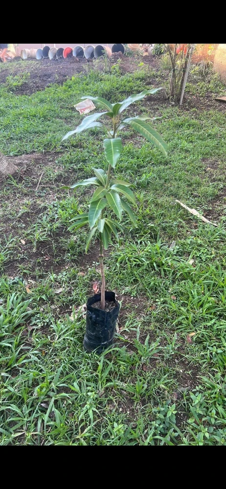 Osteen Mango Tree Live Plant – Grafted Tropical Fruit – 2-3ft Tall - Image 7