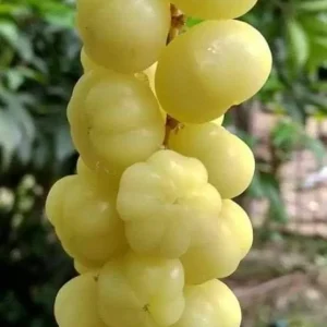 Otaheite Gooseberry Live Fruit Tree - Phyllanthus acidus - 2-3ft Tall - Image 7