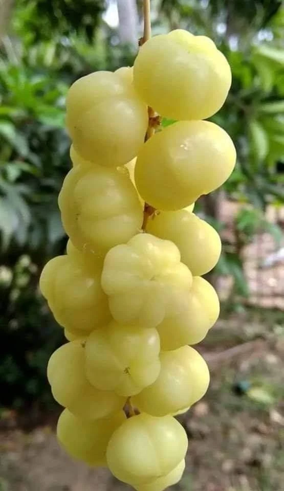 Otaheite Gooseberry Live Fruit Tree - Phyllanthus acidus - 2-3ft Tall - Image 7