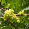 Otaheite Gooseberry Live Fruit Tree - Phyllanthus acidus - 2-3ft Tall - Image 1