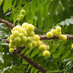 Otaheite Gooseberry Live Fruit Tree - Phyllanthus acidus - 2-3ft Tall - Image 1