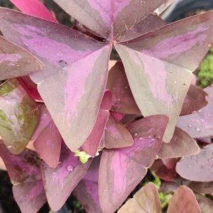 Oxalis Triangularis Live Plant - Purple Shamrock - Indoor Houseplant - Image 2