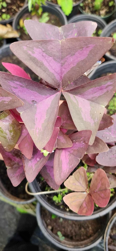 Oxalis Triangularis Live Plant - Purple Shamrock - Indoor Houseplant - Image 2
