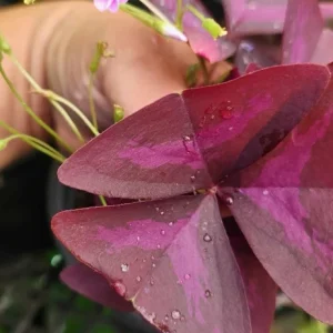 Oxalis Triangularis Live Plant - Purple Shamrock - Indoor Houseplant - Image 3