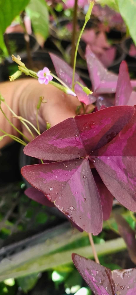 Oxalis Triangularis Live Plant - Purple Shamrock - Indoor Houseplant - Image 3