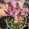 Oxalis Triangularis Live Plant - Purple Shamrock - Indoor Houseplant - Image 1