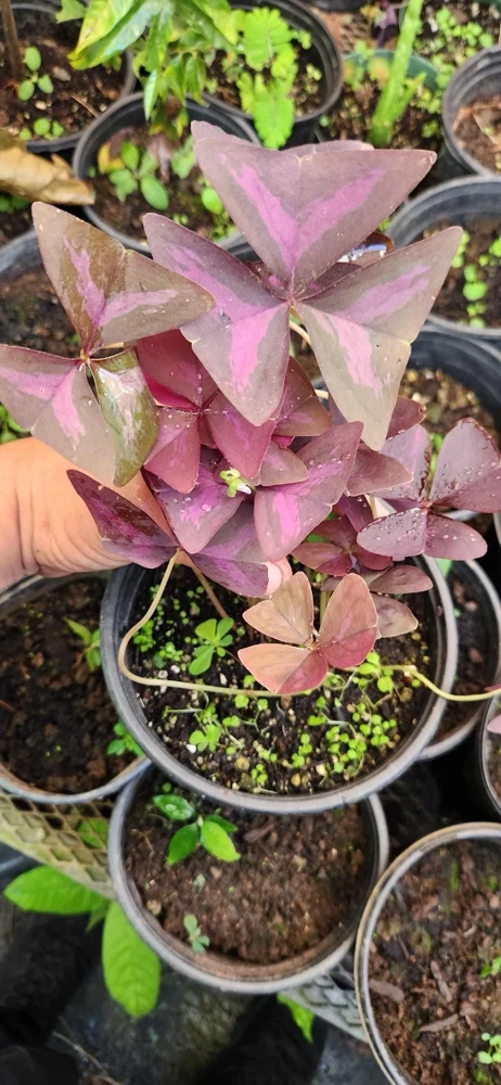 Oxalis Triangularis Live Plant - Purple Shamrock - Indoor Houseplant - Image 1