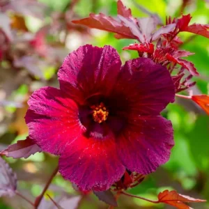 Pack of 2 Cranberry Hibiscus Live Plants, 4-6 Inches Tall, Red Foliage, Indoor/Outdoor - Image 2