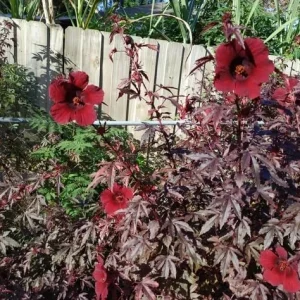 Pack of 2 Cranberry Hibiscus Live Plants, 4-6 Inches Tall, Red Foliage, Indoor/Outdoor - Image 3