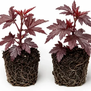 Pack of 2 Cranberry Hibiscus Live Plants, 4-6 Inches Tall, Red Foliage, Indoor/Outdoor - Image 4