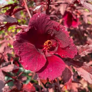 Pack of 2 Cranberry Hibiscus Live Plants, 4-6 Inches Tall, Red Foliage, Indoor/Outdoor - Image 5