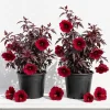 Pack of 2 Cranberry Hibiscus Live Plants, 4-6 Inches Tall, Red Foliage, Indoor/Outdoor - Image 1