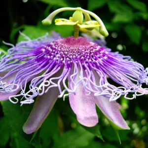 Pack of 2 Passiflora Incarnata Maypop Live Plants, 4-6 Inch Tall, Purple Passionflower Vine, Perennial - Image 4