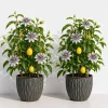 Pack of 2 Passiflora Incarnata Maypop Live Plants, 4-6 Inch Tall, Purple Passionflower Vine, Perennial - Image 1