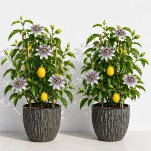 Pack of 2 Passiflora Incarnata Maypop Live Plants, 4-6 Inch Tall, Purple Passionflower Vine, Perennial - Image 1