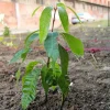 Palmer Mango Tree Live Plant 10-24in - Sweet Tropical Fruit Tree - Image 1