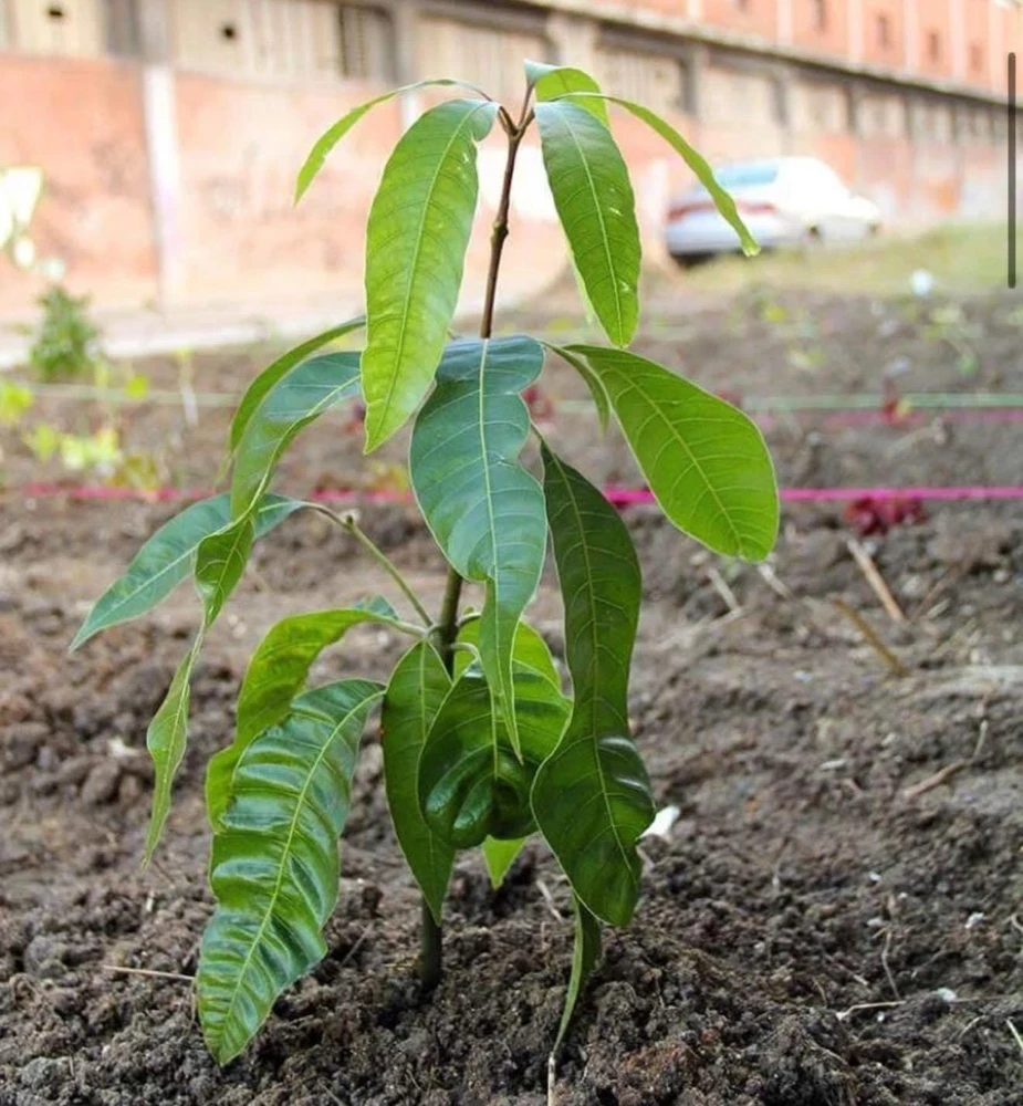Palmer Mango Tree Live Plant 10-24in - Sweet Tropical Fruit Tree - Image 1