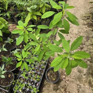 Pascuita Live Plant (Euphorbia leucocephala) - White Christmas Bush Shrub - Image 2