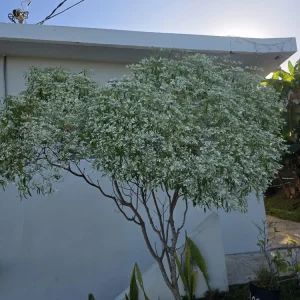 Pascuita Live Plant (Euphorbia leucocephala) - White Christmas Bush Shrub - Image 3