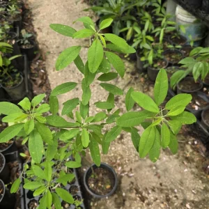 Pascuita Live Plant (Euphorbia leucocephala) - White Christmas Bush Shrub - Image 4