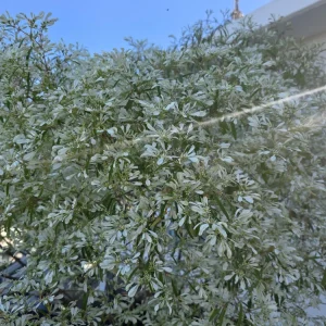 Pascuita Live Plant (Euphorbia leucocephala) - White Christmas Bush Shrub - Image 5